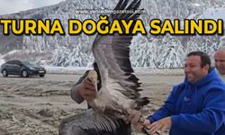 Tedavi edilen turna doğaya salındı