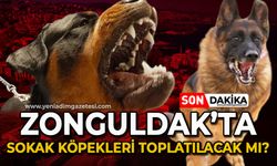 Zonguldak'ta sokak köpekleri toplatılacak mı?