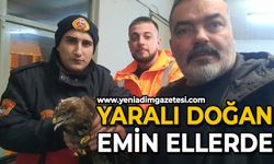 Yaralı doğan ekiplere teslim edildi