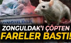 Zonguldak'ı çöpten fareler bastı!