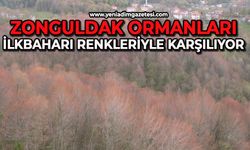 Zonguldak ormanları ilkbaharı renkleriyle karşılıyor