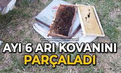 Ayı 6 arı kovanını parçaladı