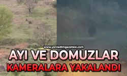 Ayılar ve domuzlar cep telefonu kamerasıyla görüntülendi