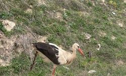 Bolu’da yaralı leylek tedavi altına alındı