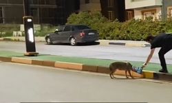 Çakalın başına takılan poşeti öğretim görevlisi çıkardı