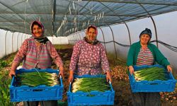 Çiftçilere yüzde 50 hibeli sera desteği