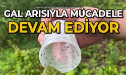 Gal arısıyla mücadele devam ediyor