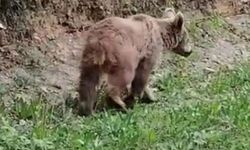Vatandaşların ayıyla karşılaşması gülümsetti