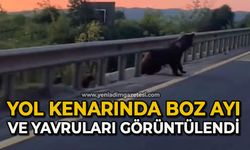 Yol kenarında boz ayı ve yavruları görüntülendi