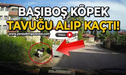 Başıboş köpeğin tavuğu alıp kaçtığı anlar kamerada