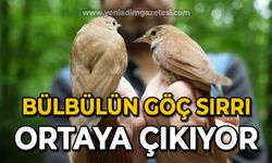 Bülbülün göç sırrı ortaya çıkıyor: "Çok ilginç veriler elde etmeye başladık"