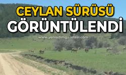 Ceylan sürüsü görüntülendi