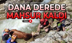 Dana derede mahsur kaldı