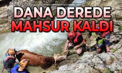 Düştüğü derede mahsur kalan danayı AFAD ekipleri kurtardı