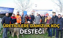 Üreticilere damızlık koç desteği