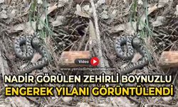 Nadir görülen zehirli boynuzlu engerek yılanı görüntülendi