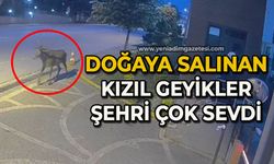 Doğaya salınan kızıl geyikler şehri çok sevdi