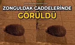 Zonguldak caddelerinde görüldü