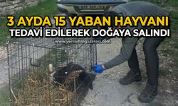 3 ayda 15 yaban hayvanı tedavi edilerek doğaya salındı