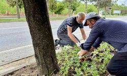 Taşköprü, 70 bin kadife çiçeğiyle renkleniyor