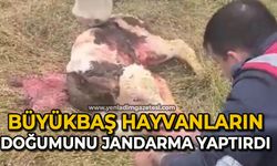 Büyükbaş hayvanın doğumunu jandarma yaptırdı