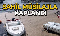 Sahil müsilajla kaplandı