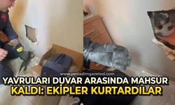Yavruları duvar arasında mahsur kalan kedilerin imdadına itfaiye ekipleri yetişti