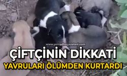 Çiftçinin dikkati 8 köpek yavrusunu ölümden kurtardı