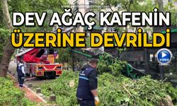 Dev ağaç kafenin üzerine devrildi, facia teğet geçti
