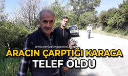 Aracın çarptığı karaca telef oldu