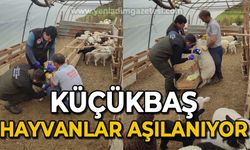 Küçükbaş  hayvanlar aşılanıyor