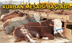 Kurban mesaisi başladı