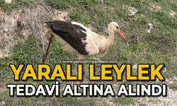 Yaralı leylek tedavi altına alındı