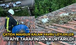 Çatıda mahsur kalan yavru leylekler itfaiye tarafından kurtarıldı