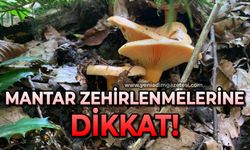 Mantar zehirlenmelerine dikkat
