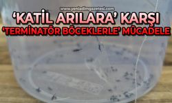 Karadeniz’de "katil arılara" karşı "terminatör böceklerle" mücadele