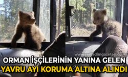Orman işçilerinin yanına gelen yavru ayı koruma altına alındı