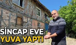 Sincap eve yuva yaptı