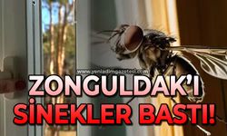 Zonguldak'ı sinekler bastı!