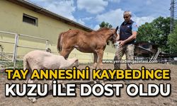 Tay annesini kaybedince kuzu ile dost oldu