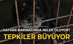 Hayvan barınağında neler oluyor? Tepkiler büyüyor