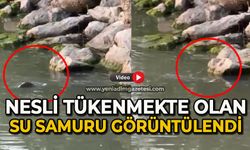 Nesli tükenmekte olan su samuru görüntülendi
