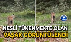 Nesli tükenmekte olan vaşak görüntülendi