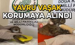 Yavru vaşak korumaya alındı