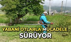 Yabani otlarla mücadele sürüyor