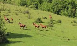 Yaylaların özgür ruhları yılkı atları havadan görüntülendi