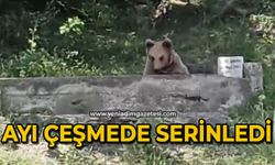 Ayı çeşmede serinledi