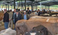 Bayrama sayılı günler kala kurban pazarları hareketlendi