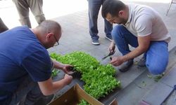 Çiftçilere 10 bin marul fidesi dağıtıldı