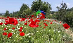 Gelincik ve papatya tarlası fotoğraf tutkunlarına görsel şölen sunuyor